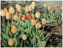Tulip Garden
